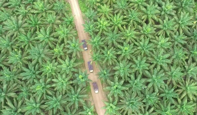 Foto-kebun-1536x864-1-1200x700